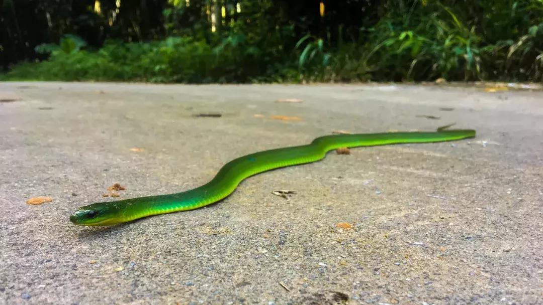我眼中的绿是什么样的,我眼中的翠青蛇全集