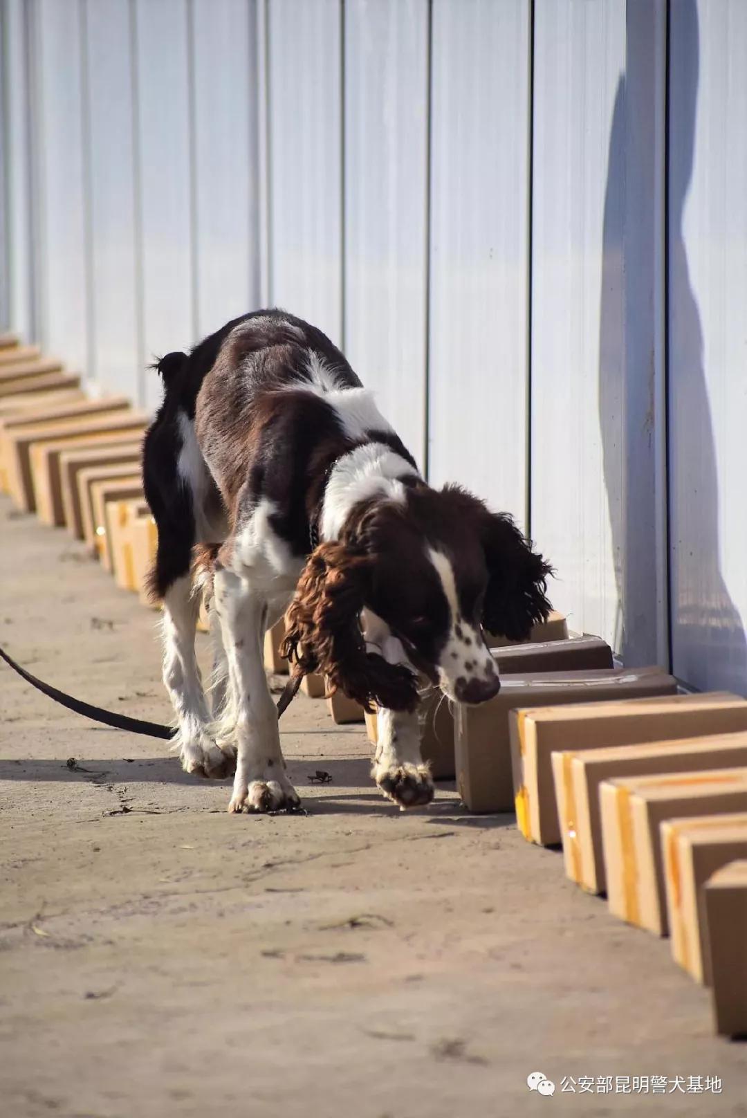 警犬金子,小警犬训练调皮视频
