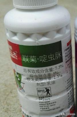 杜鹃花红蜘蛛什么症状,杜鹃花红蜘蛛病图片