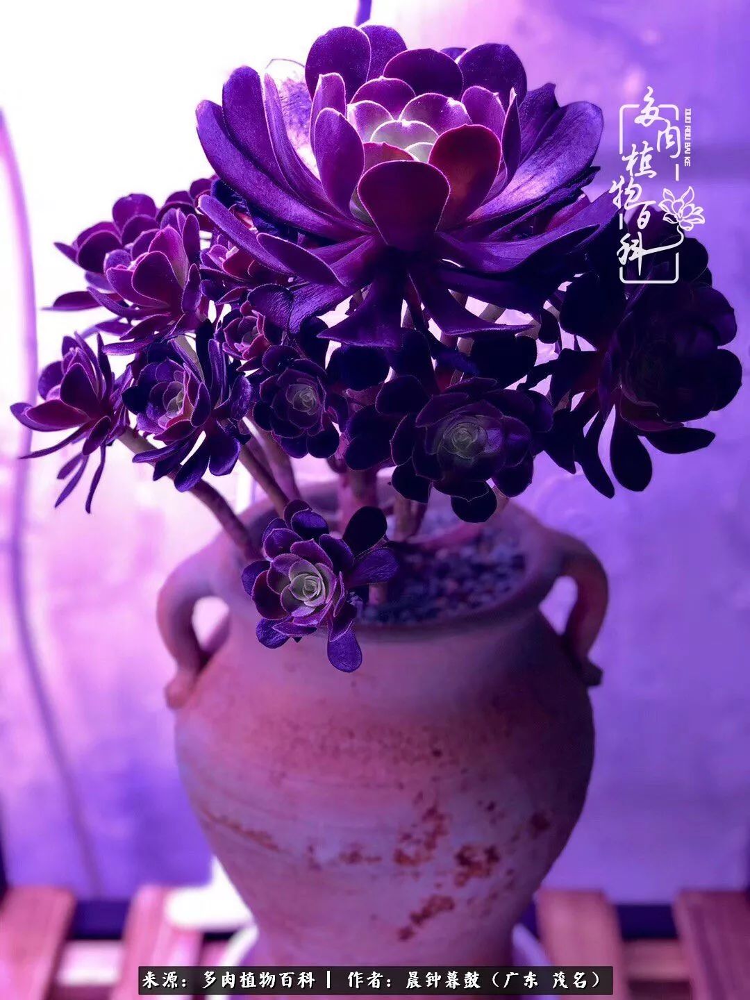 轻轻地告诉你，我的多肉也曾美过，不信你看看