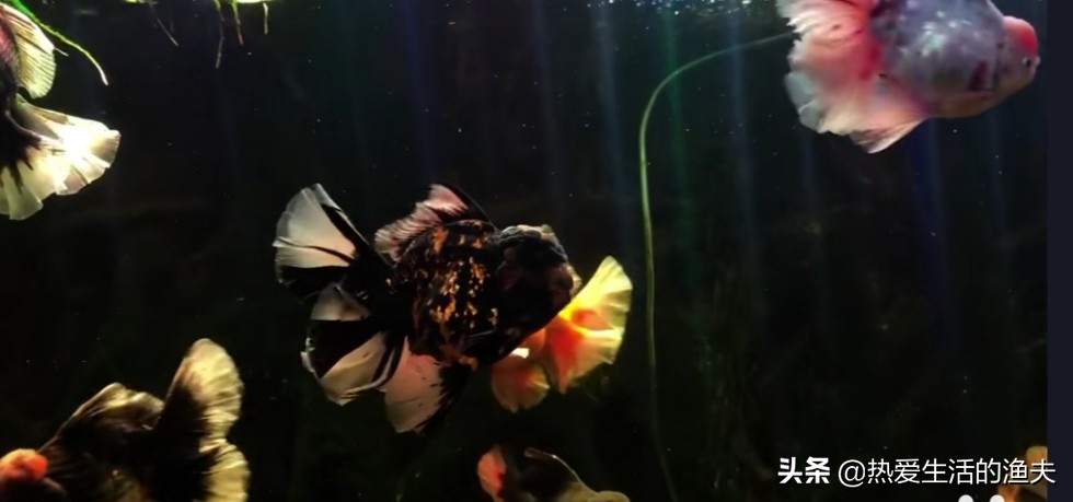 金鱼喂什么才能长得快,兰寿金鱼怎么喂长得又肥又大