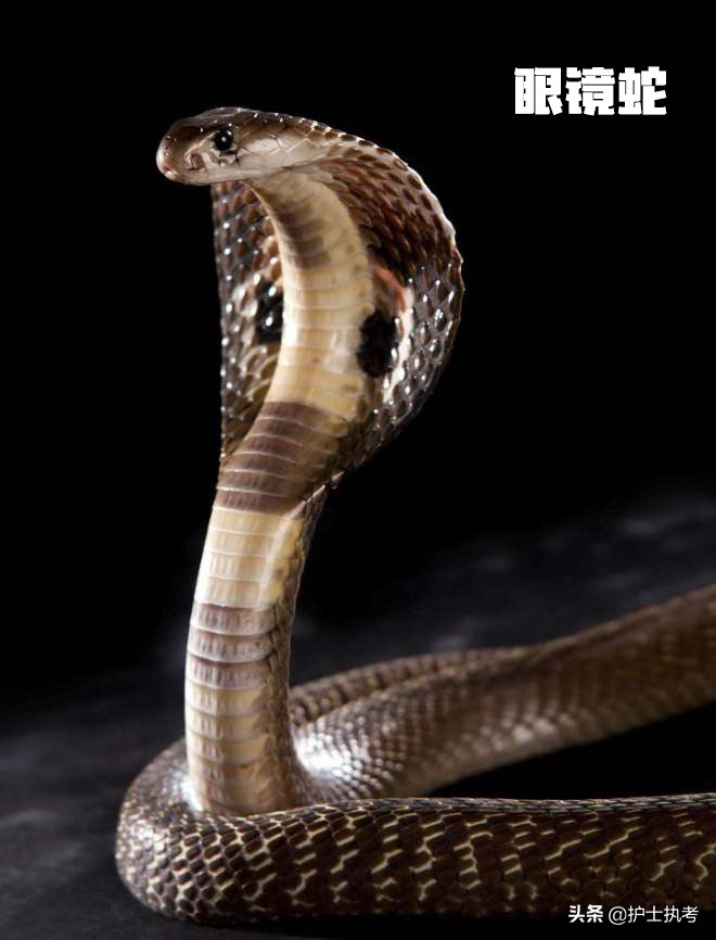 护士执业资格考试中级,护士执业资格考试网上报名