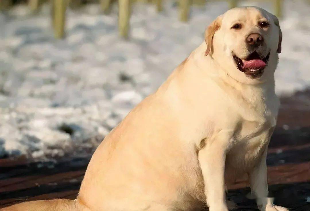 拉布拉多犬的优点和缺点家养犬,拉布拉多和金毛的优点和缺点