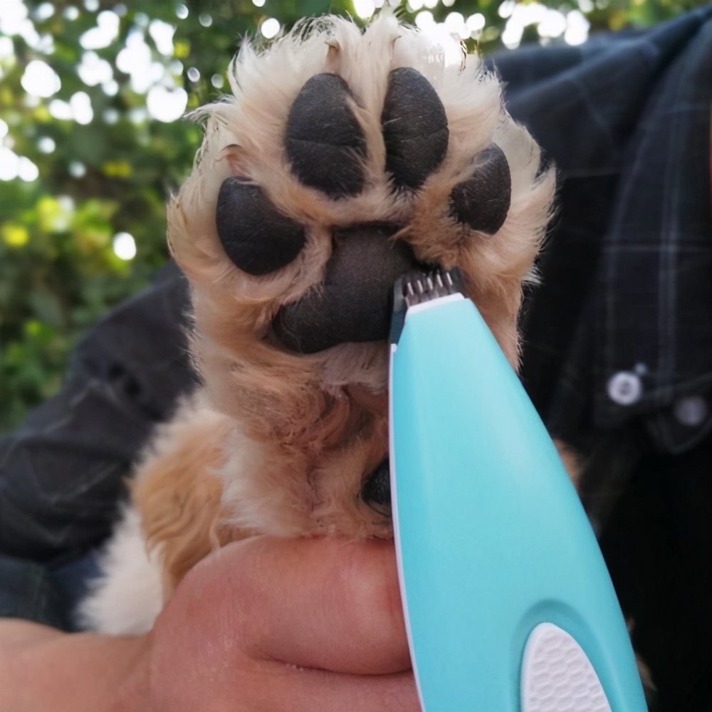 泰迪犬一般多少天洗一次澡,泰迪犬多久洗澡一次