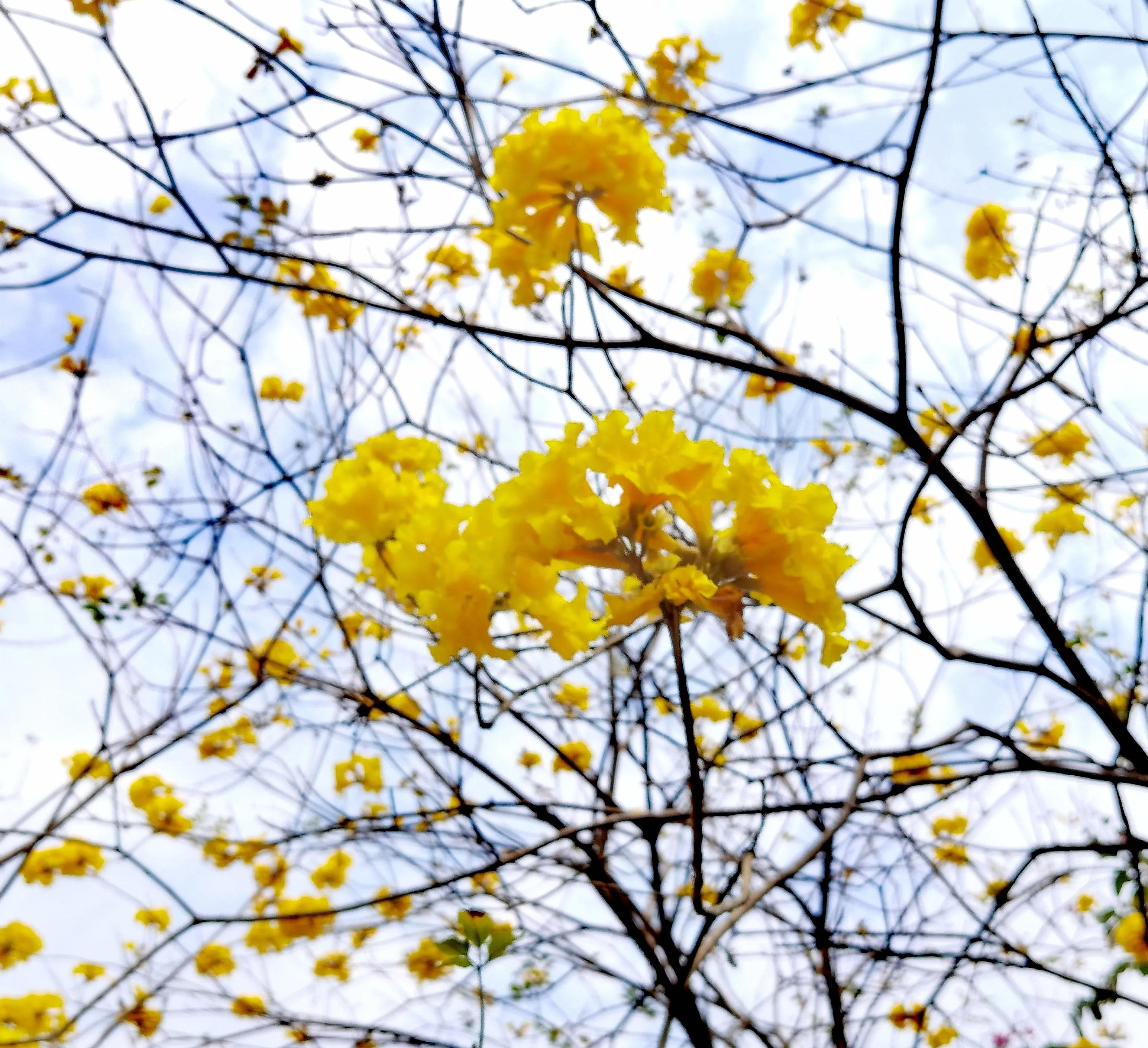 小区“花果山”的世界上最重的水果成熟了，种子更好吃