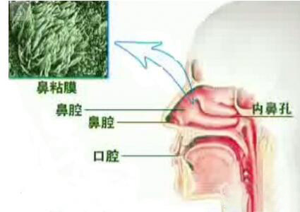 儿童鼻窦炎与鼻炎的区别,鼻炎和鼻窦炎的区别是什么呀