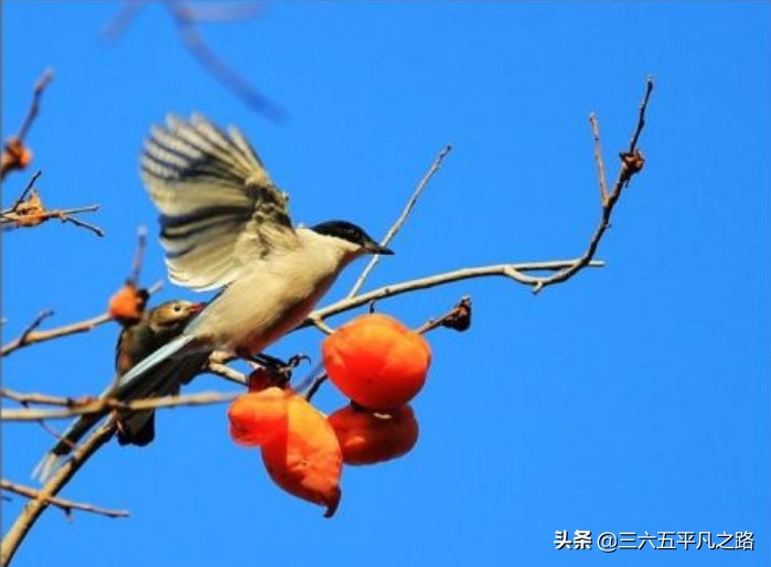 一个柿子十副药有什么说法,一个柿子十副药的下一句