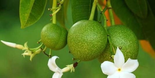 6个可能会夺走你性命的“可怕树木”，看到需要立即逃命