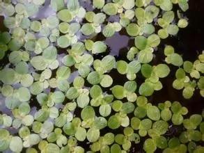 在水一方植物园,在水一方花卉