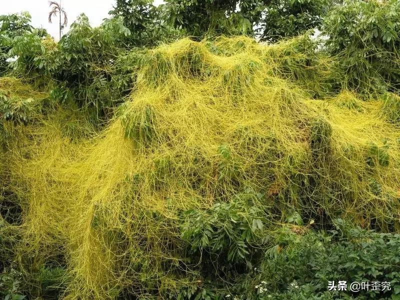 如何消灭田间菟丝子,菟丝子怎么人工消灭