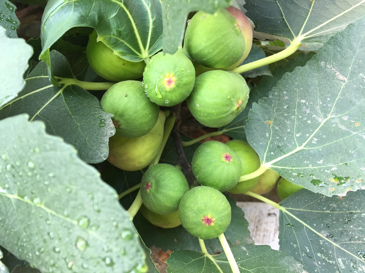 一棵无花果施多少肥料,一字型无花果种植方法