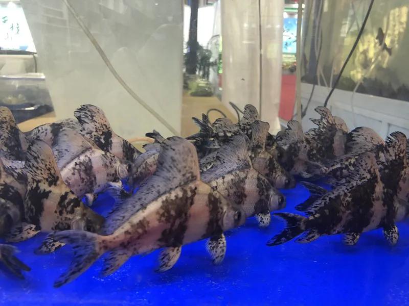 合肥农交会2023,合肥农交会的东西怎么样