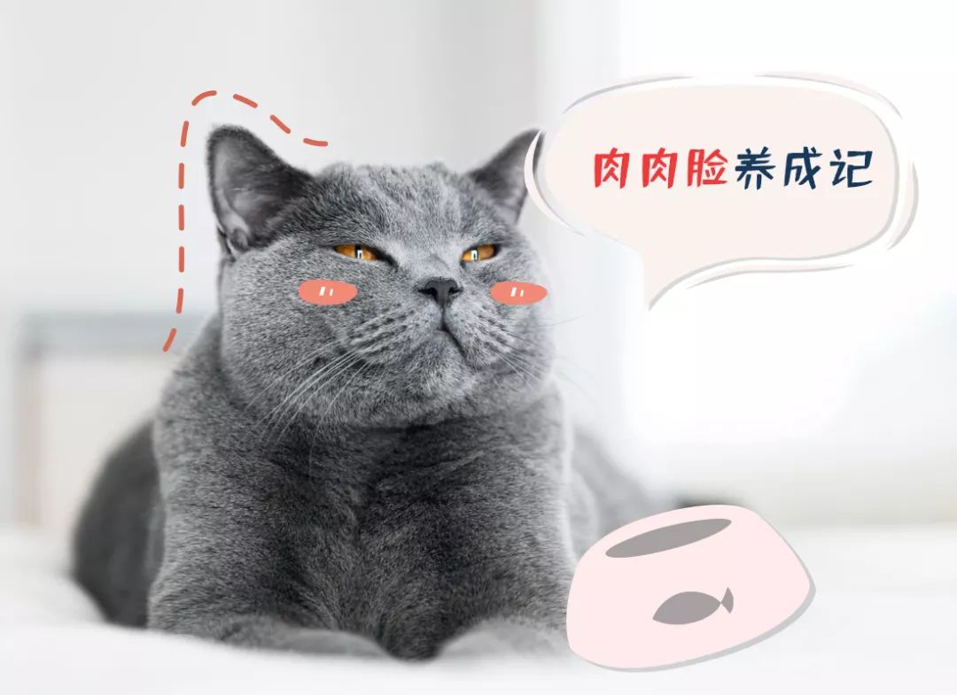 猫鼓腮的正确方法,猫发腮最正确的方法