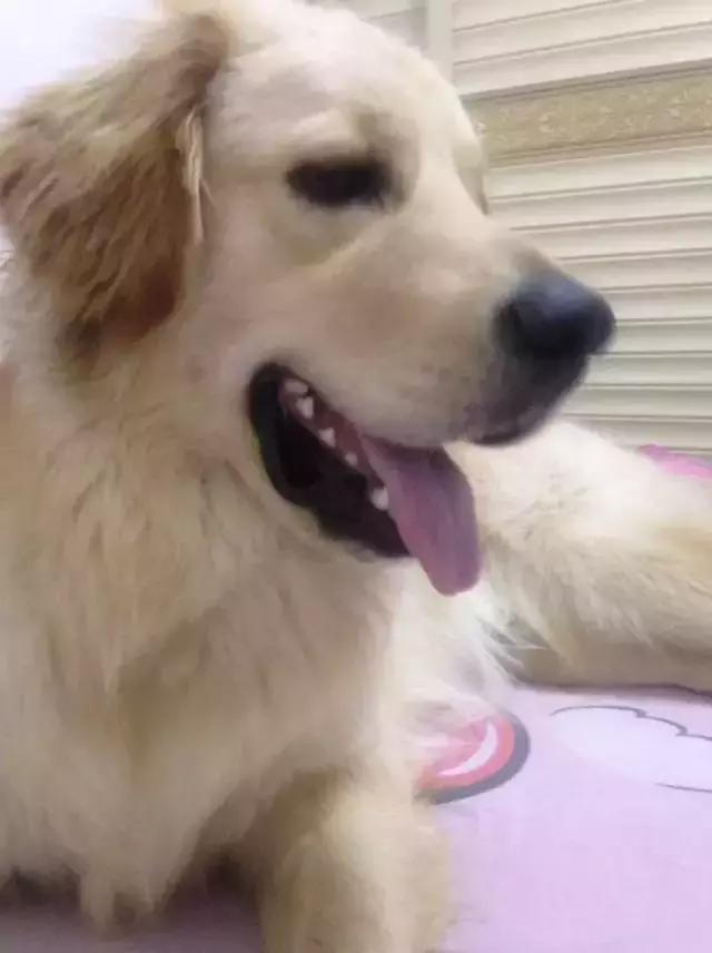 分手后养的宠物怎么处理,两个人分手一起养的宠物怎么办