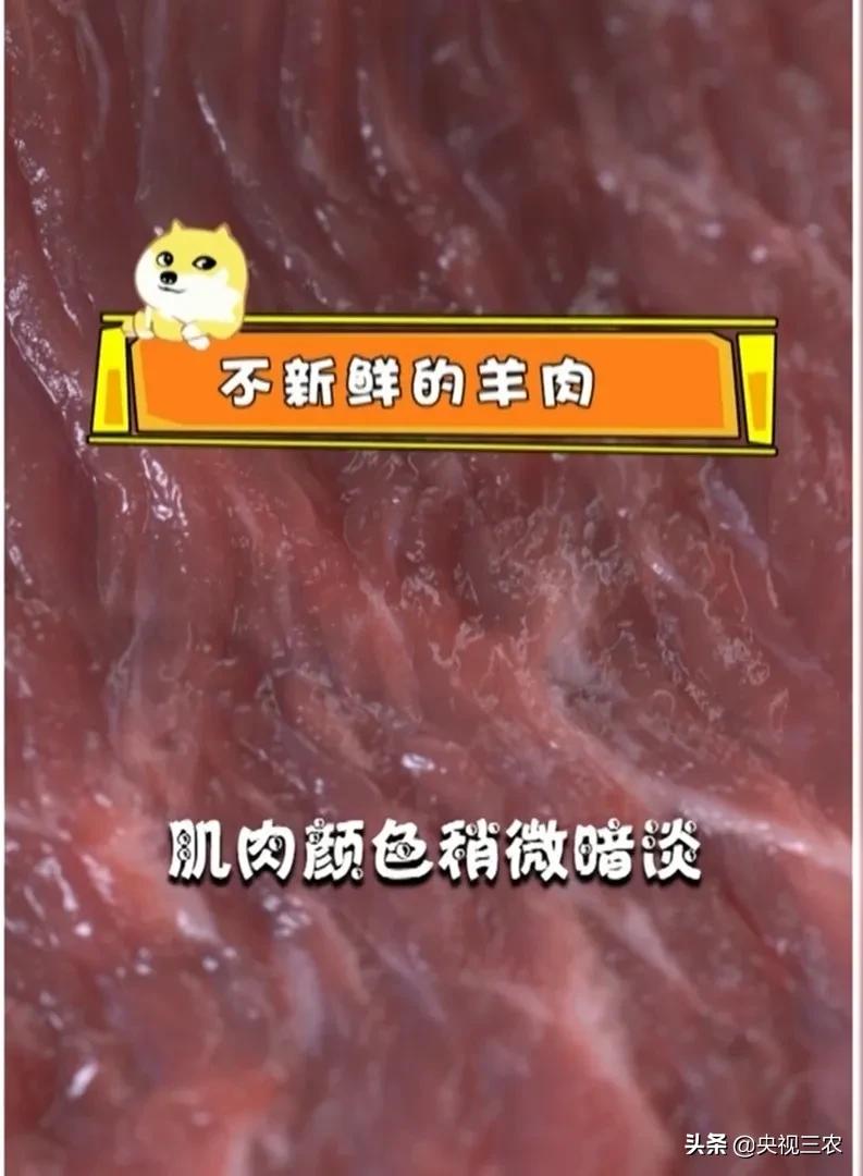 怎么辨别羊肉是山羊肉还是绵羊肉,羊肉是山羊肉好吃还是绵羊肉好吃