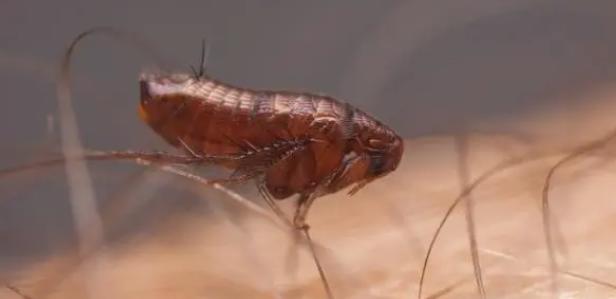 小小跳蚤全部小说,小小的跳蚤竟能养这么大