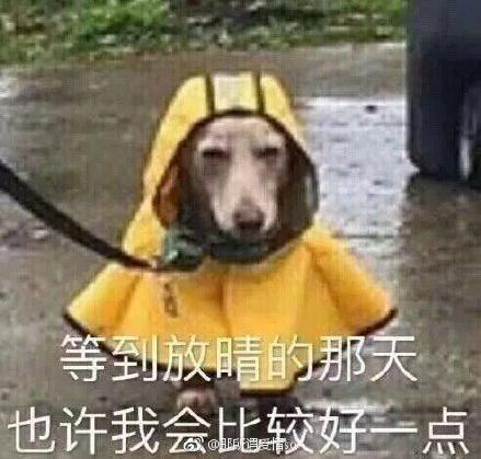 狗狗内心os什么意思,狗狗心里应该是拒绝的一脸不情愿