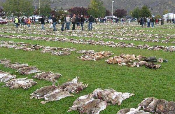 为解决澳洲泛滥成灾的兔子，直接出动轰炸机，四川人：暴殄天物