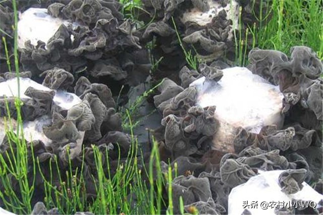 木耳栽培技术,木耳栽培技术视频