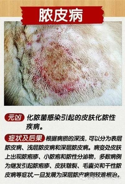 狗狗皮肤病去宠物医院如何防坑,狗狗的皮肤病用什么药好得快