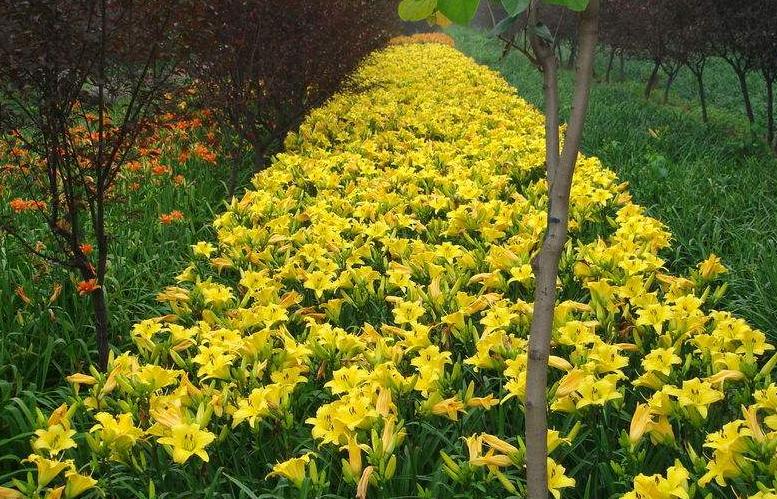 吴家洞村的苗木上开出致富花，还带领村民致富，村民年入百万