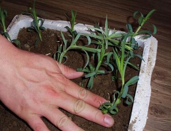 康乃馨如何繁殖和扦插图解,盆栽康乃馨扦插方法视频大全