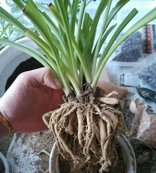 养一盆吊兰怎么才养好视频,钻石翡翠吊兰养成绿瀑布的方法