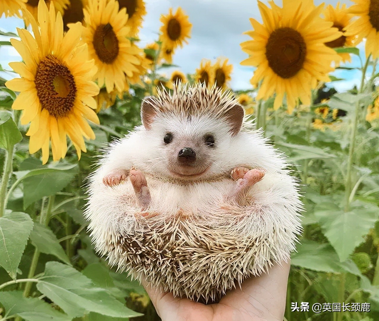 羊驼专治什么病,羊驼治愈厌食症