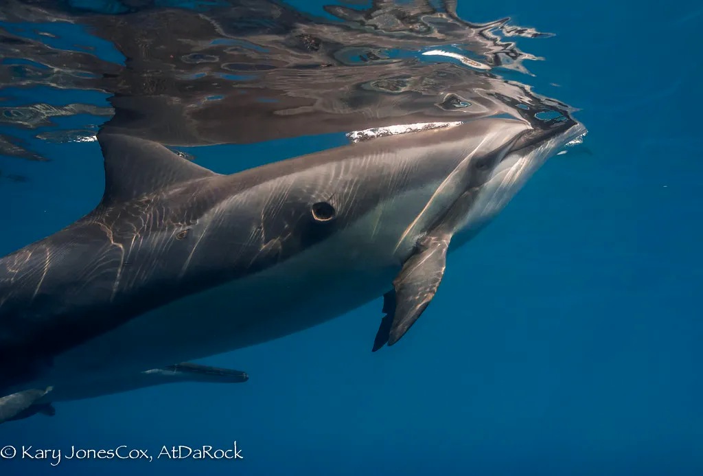 身长才50厘米的达摩鲨究竟有多狂,巨齿鲨有多恐怖一口能咬死鲸鱼