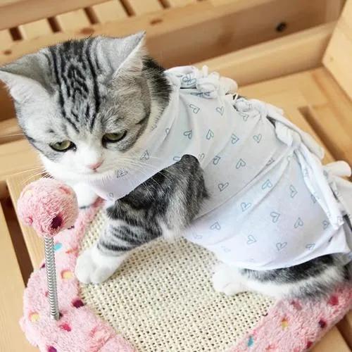 猫咪耳朵日常护理,猫咪日常护理视频