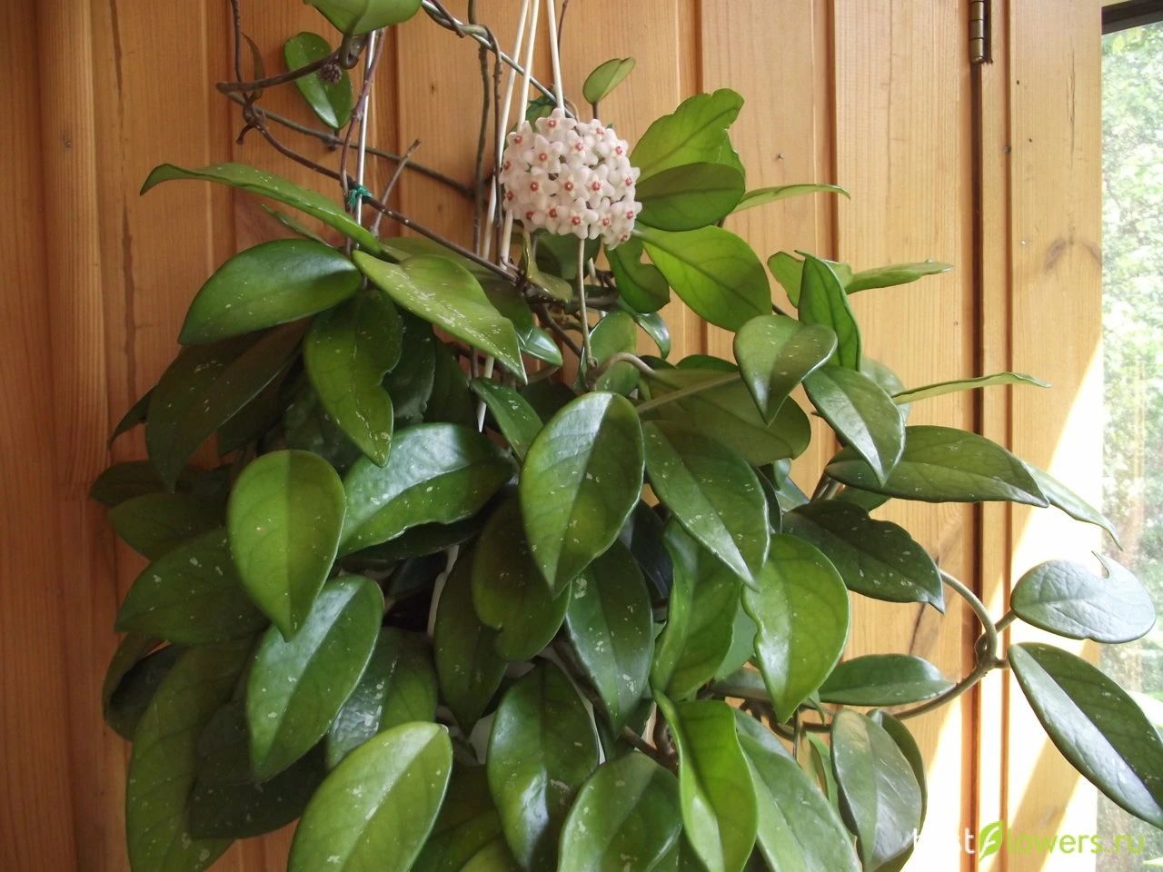 适合室内种植的爬藤植物有哪些,跟绿萝一样好养的爬藤植物