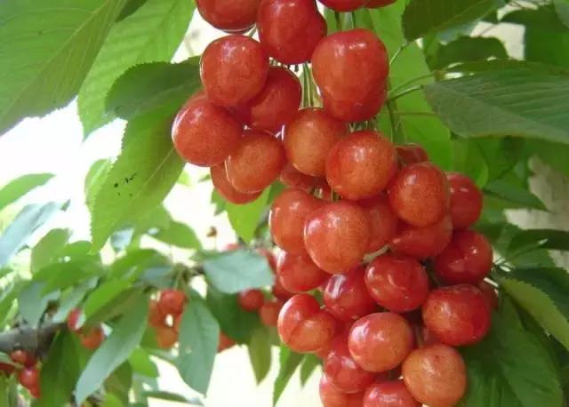 重庆周边摘樱桃,重庆北碚摘樱桃的地方