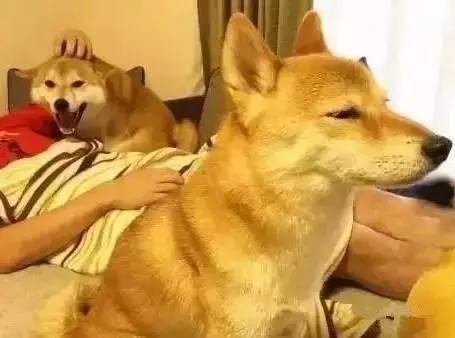 狗狗会不会嫉妒吃醋,狗狗会和自己孩子吃醋吗