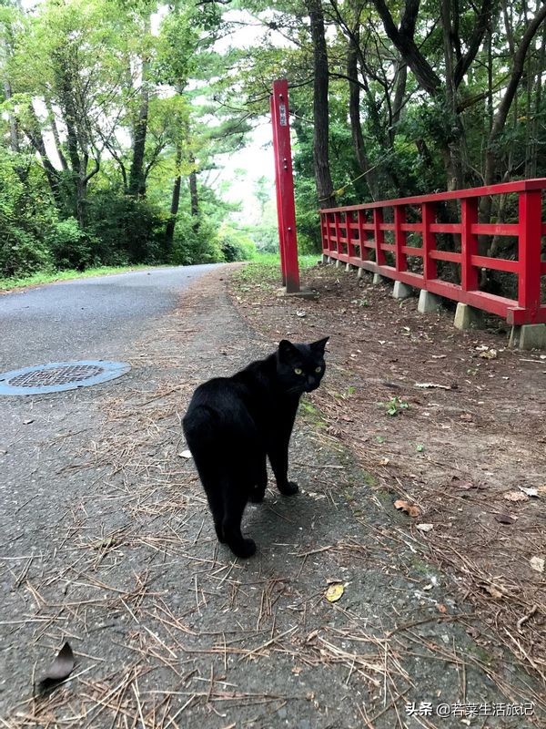 猫奴们都想去的圣地日本的猫岛,日本猫岛猫咪
