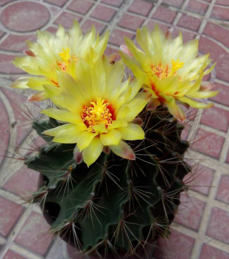 “常年丑貌君不问，一日花红万户惊”——仙人掌的产地及精品赏析