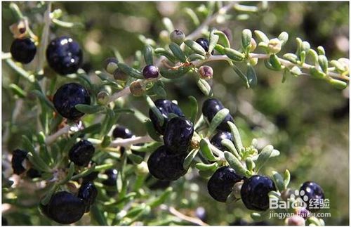 2023年全国各省黑枸杞产量,黑枸杞对土壤的要求