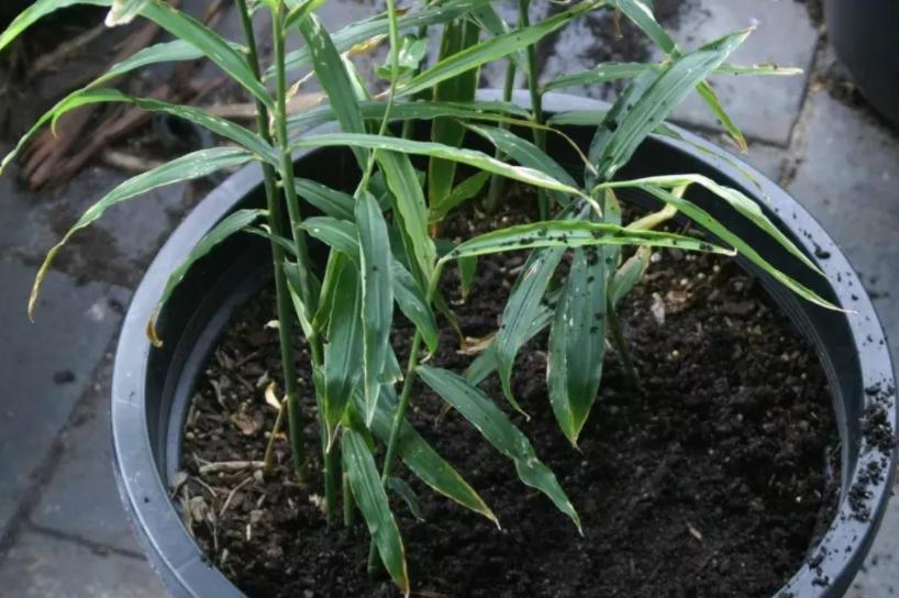 生姜成长记第二季,生姜成长过程步骤图