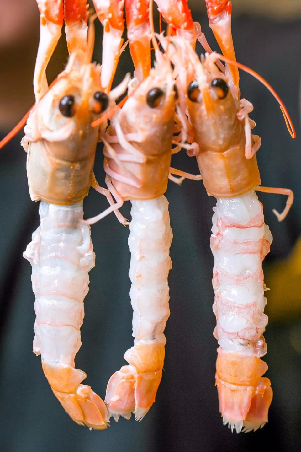 帝王蟹波龙象拔蚌,陆家嘴帝王蟹