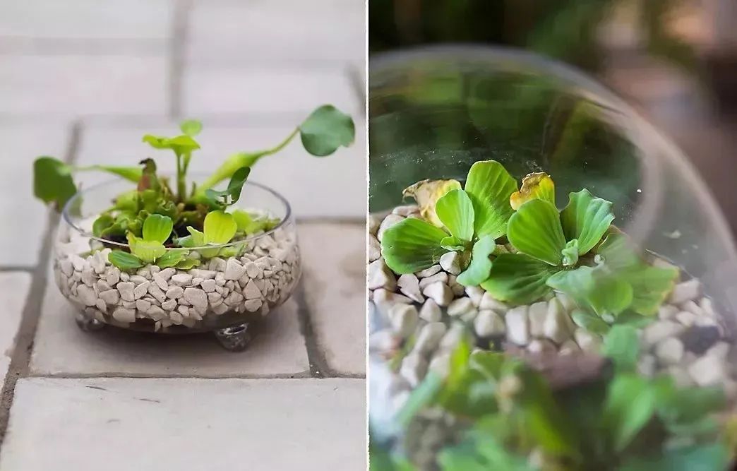 水培绿植水浑浊用什么药,水培植物是酸性还是碱性