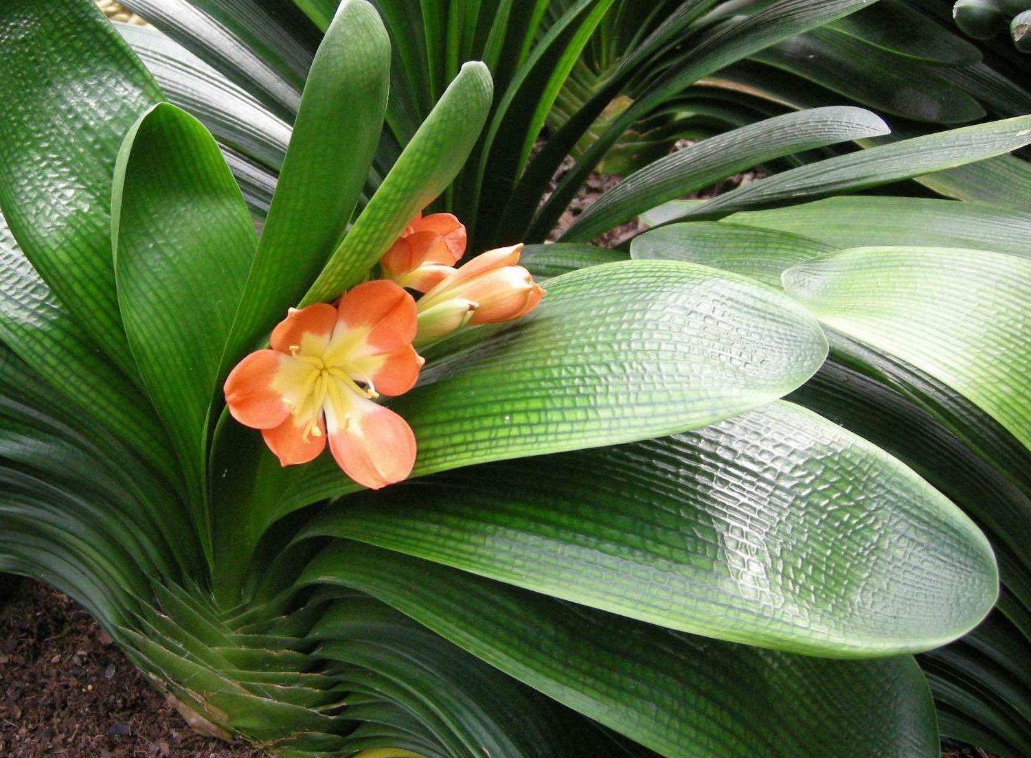 东北君子兰炒作事件,八十年代炒作君子兰