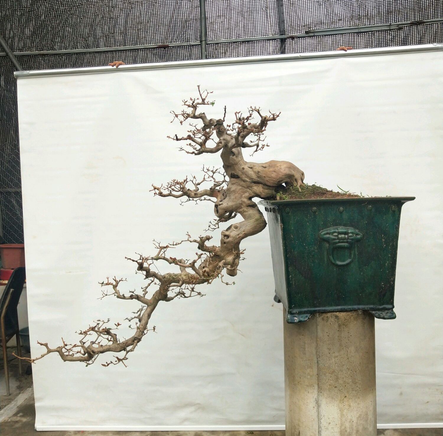 盆景造型中最难得的几种枝,盆景五大流派常见的几大盆景介绍