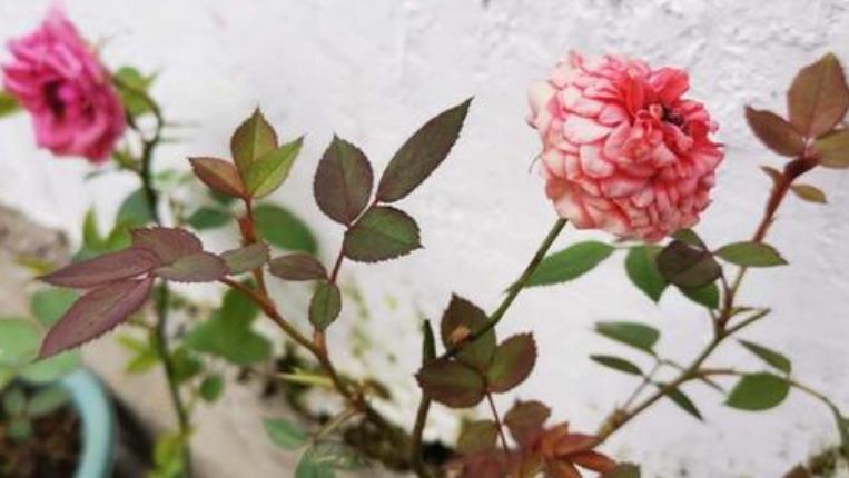 人性的弱点让他人对你产生好感,人性的弱点中的十五个技巧