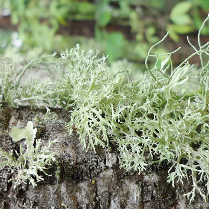 清新的花可以做什么菜,做菜点缀可食用的花