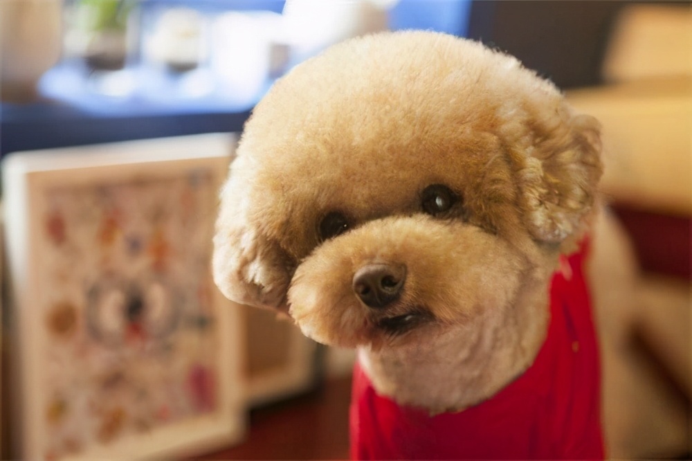 泰迪犬吃哪种牌子的狗粮好,泰迪犬一般吃什么狗粮比较好