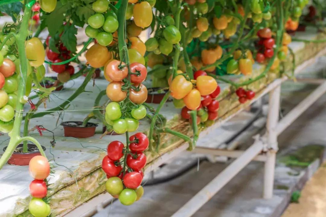 番茄是一种常见植物,番茄是一个很不错的水果