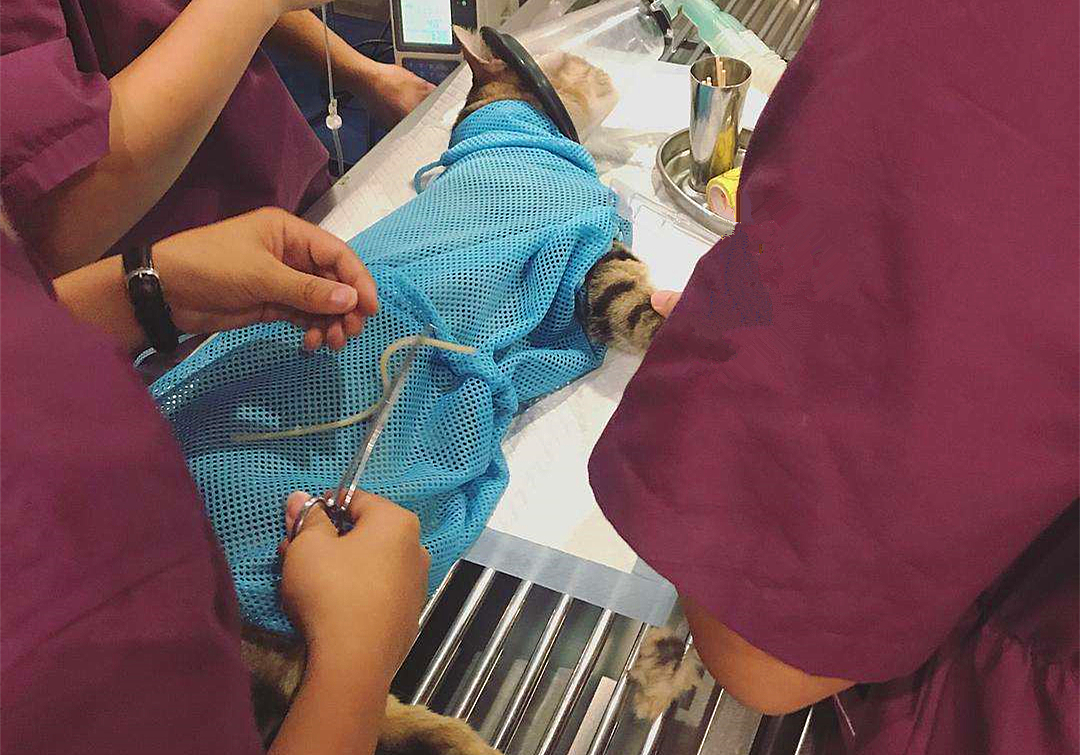 猫咪饮水是什么原因,猫咪饮水过多