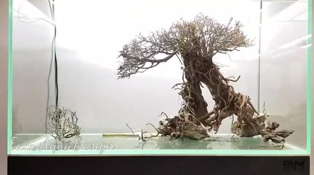 莫斯树到底好不好,莫斯树是什么