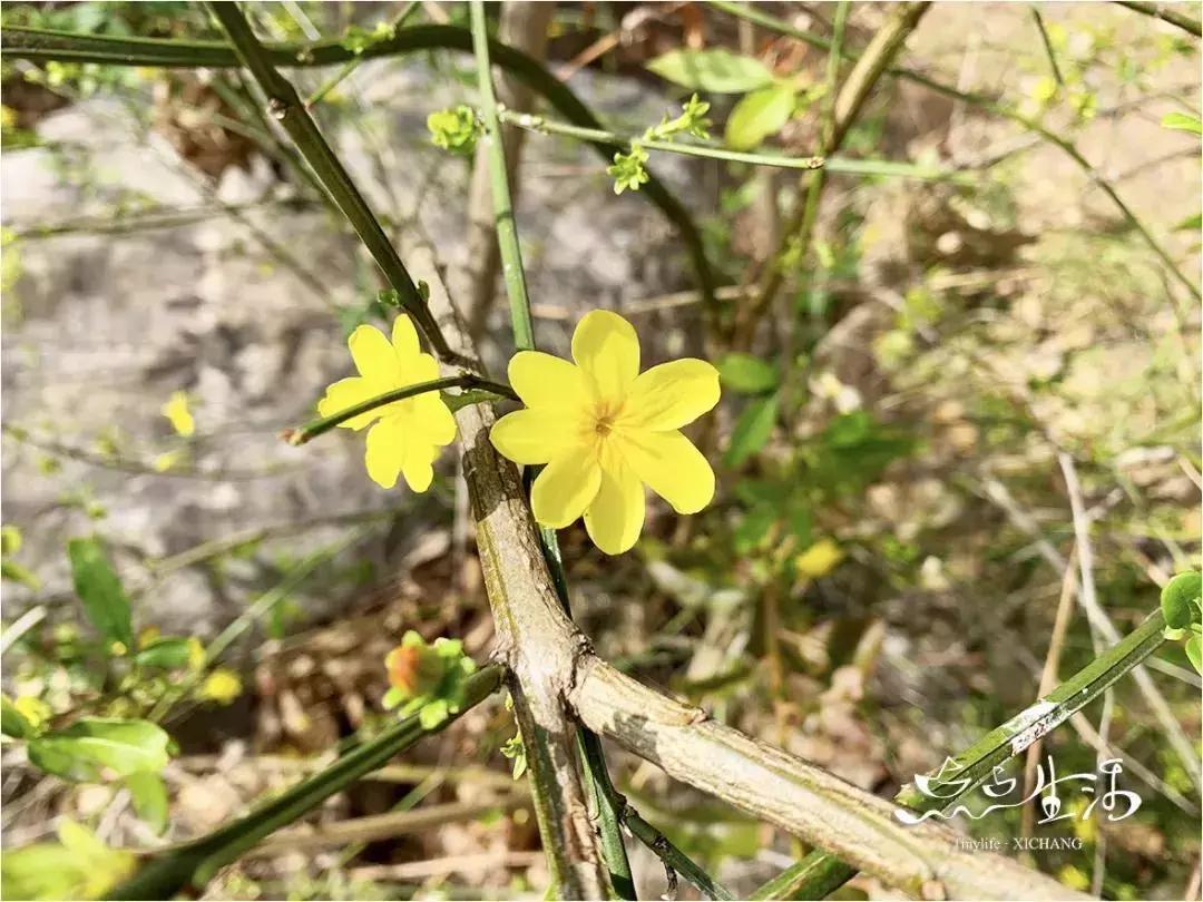 西昌春天一定不能错过的美景,不来黄山你永远不知道有多美