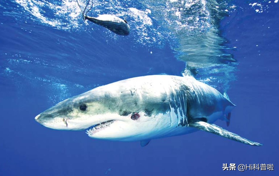 鐢熷悆铏庨哺鍜屽ぇ鐧介波鍜牬娼滆墖,澶х櫧椴ㄨ兘鍜牬铏庨哺