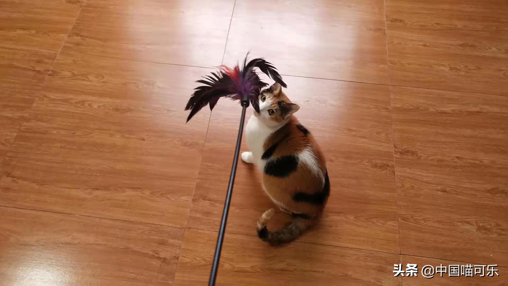 猫被主人遗弃一年后回家,7岁小猫被主人遗弃19公里回家